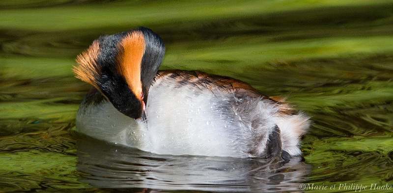 Grebe esclavon 8263_wm.jpg - Grèbe esclavon, Podiceps auritus, Horned Grebe (Suède, mai 2011)